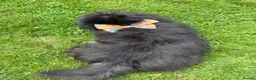 Pomeranian dogs for sale: Pomeranian puppy for sale  - Advert 6