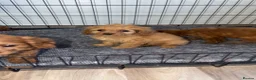 Cavapoo dogs for sale: Cavapoo puppies  - Advert 7