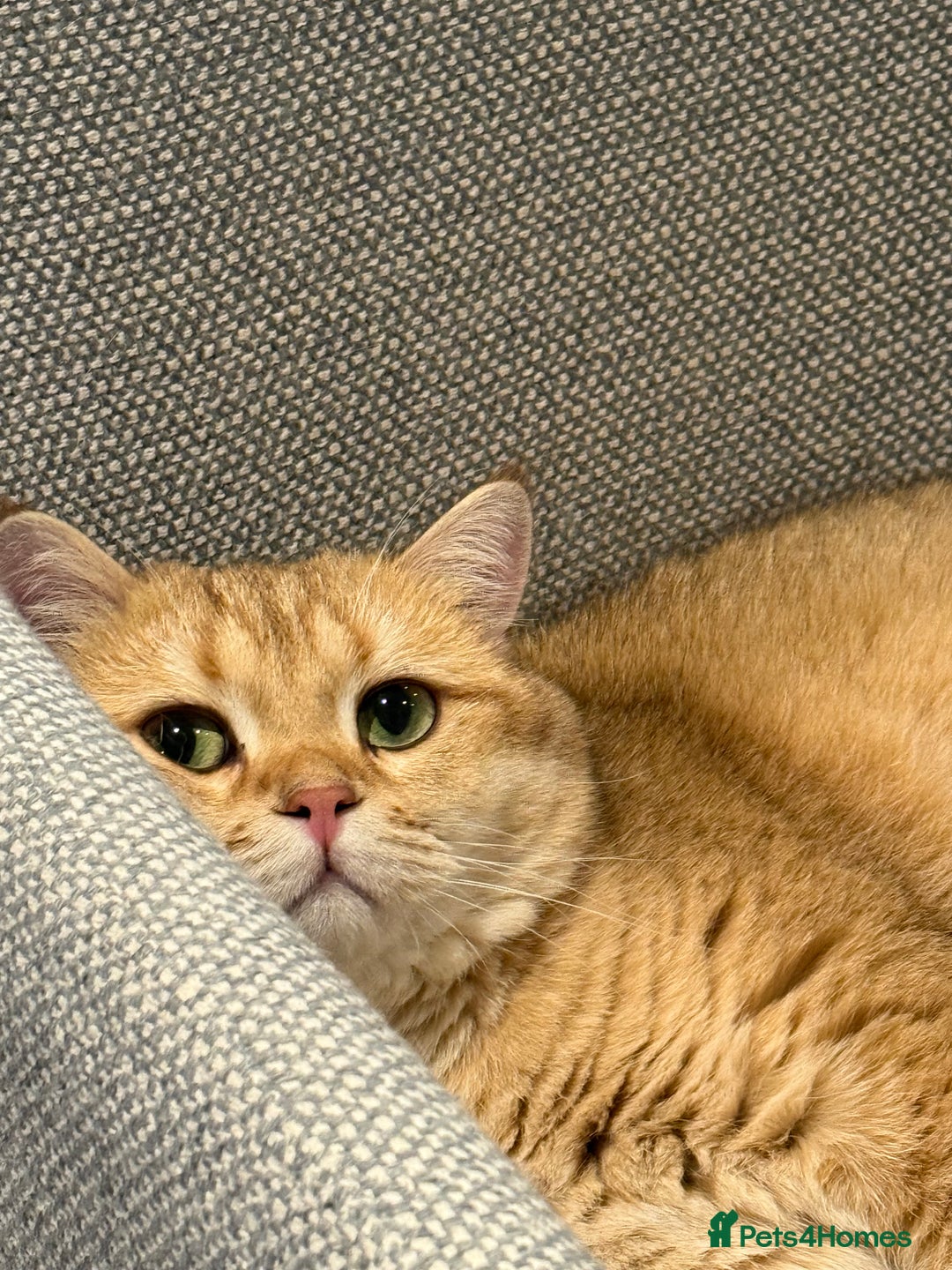 British Shorthair cats for sale: Sweetest 2 British shorthair boys seekingto rehome - Advert 8