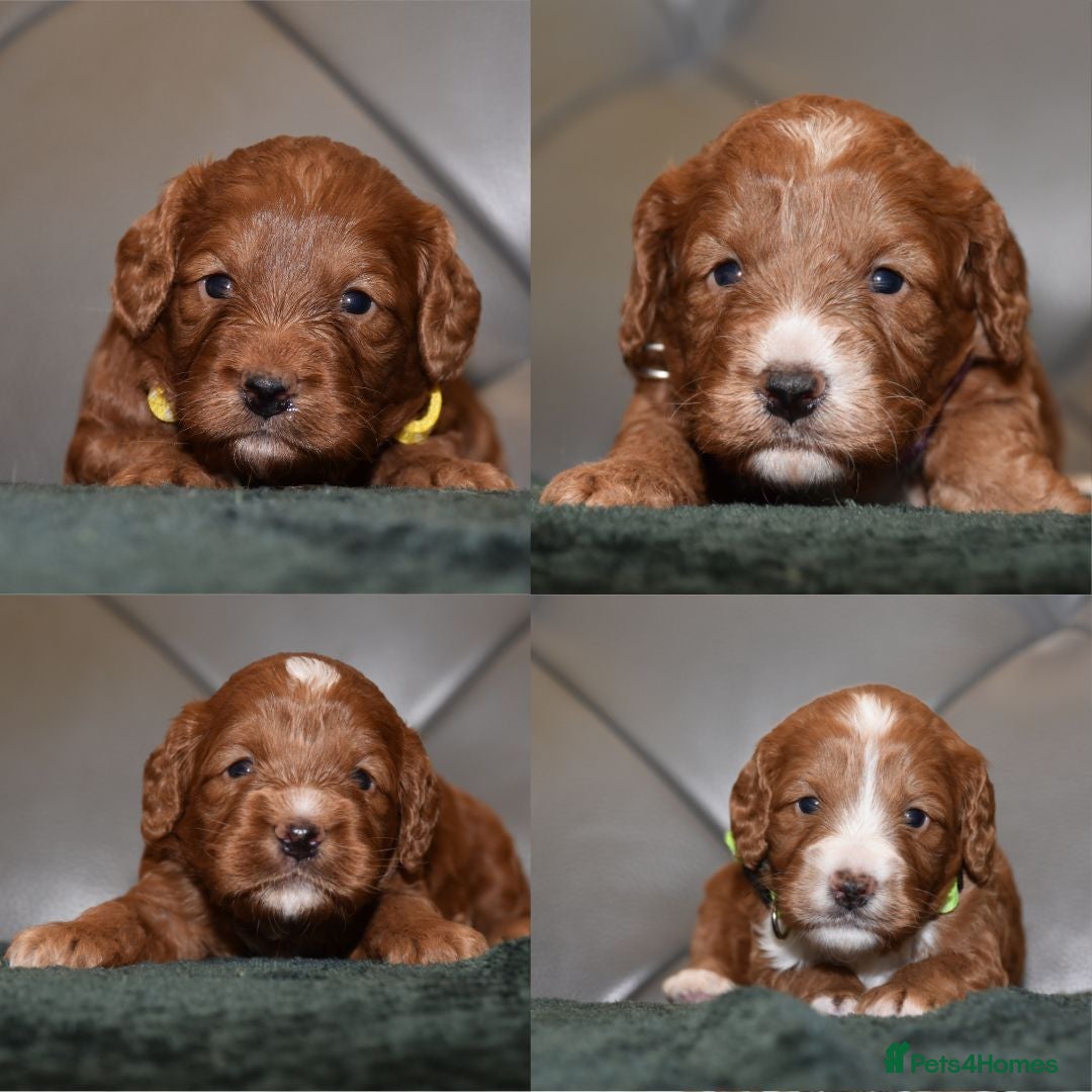 Cockapoo dogs F1 Toy Cockapoo Puppies Fully Health Tested - Advert 6