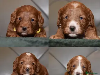 Cockapoo dogs F1 Toy Cockapoo Puppies Fully Health Tested - Advert 8