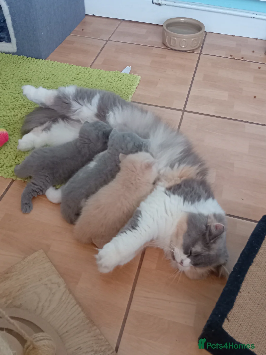 British Shorthair cats for sale: One beautiful British short-hair girl  - Advert 2