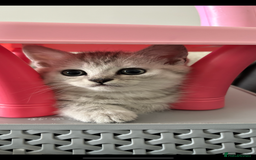 Mixed Breed cats for sale: Persian Chinchilla and British Shorthair  - Image 3