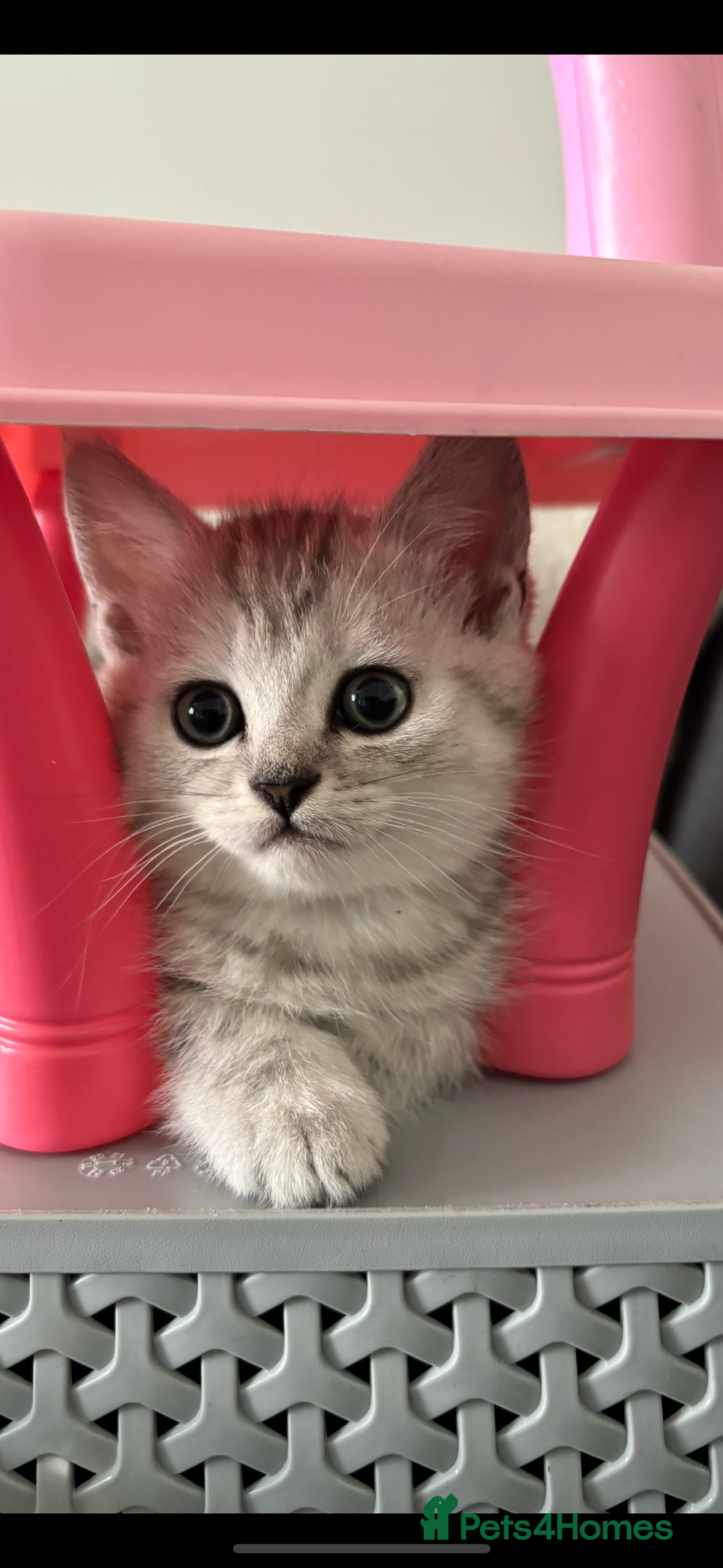 Mixed Breed cats for sale: Persian Chinchilla and British Shorthair  - Image 3