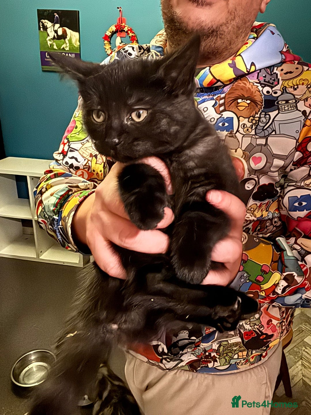 Maine Coon cats for sale: Beautiful, friendly playful Maine Coon cross kits - Advert 14