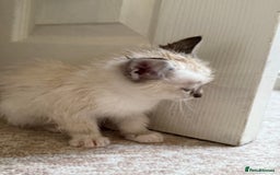 Ragdoll cats for sale: Ragdoll kitten  - Image 5