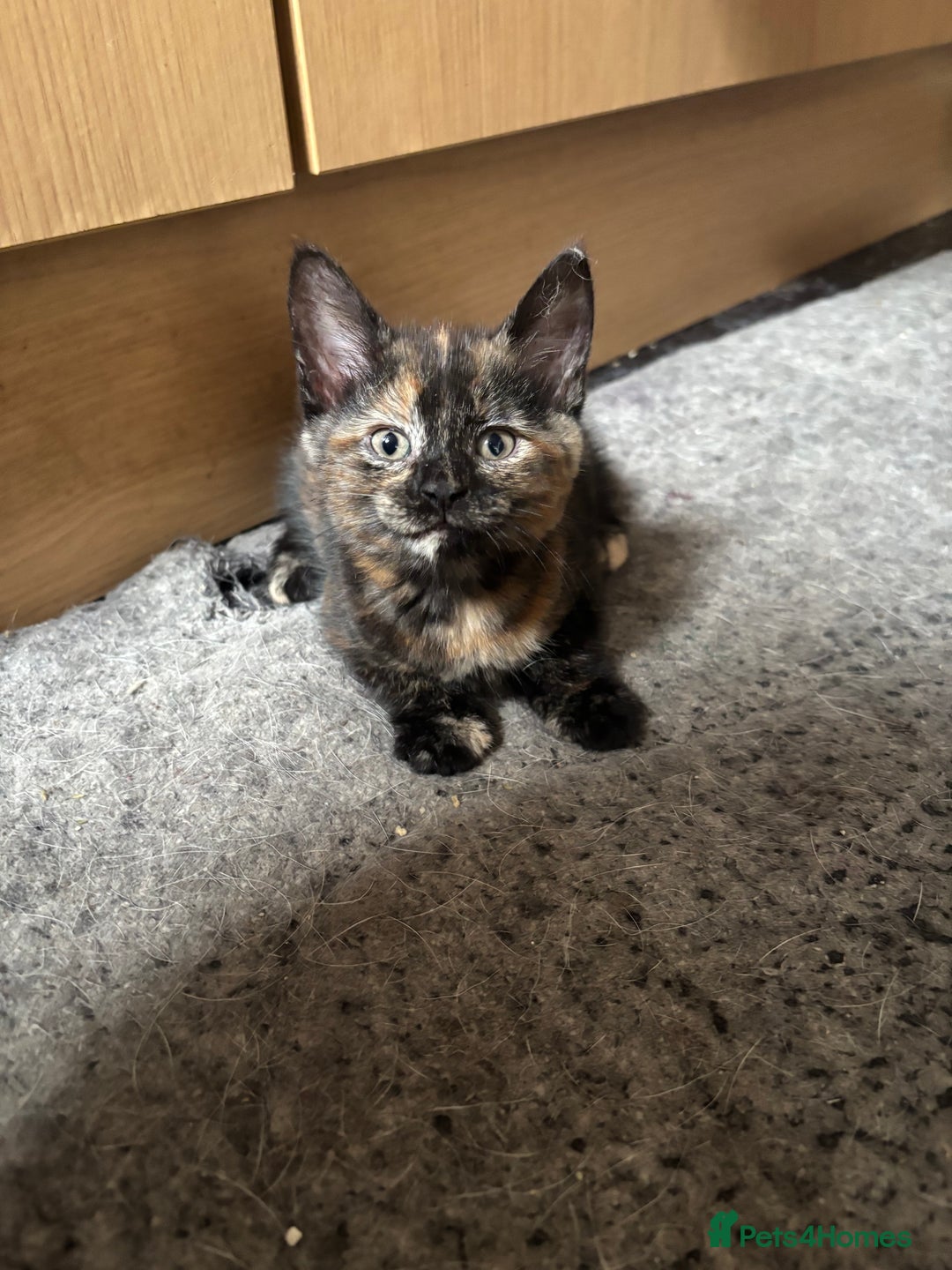Maine Coon cats for sale: Maine coon kittens for sale  - Image 4