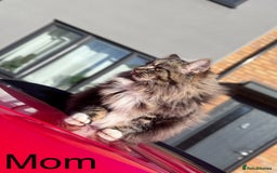 Mixed Breed cats for sale: Mix ragdoll kittens  - Image 9
