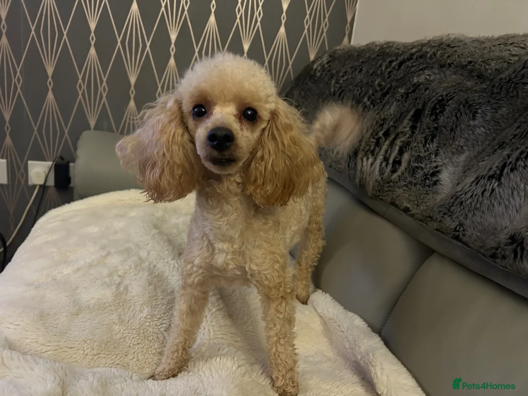 Toy Poodle dogs for sale: Toy poodle female  - Advert 3
