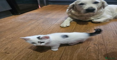 Mixed Breed cats - Advert 6
