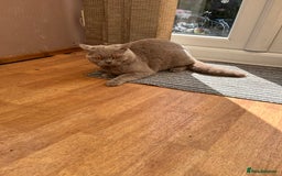 British Shorthair cats for sale: 3 Beautiful British ShortHair Cats - Image 4