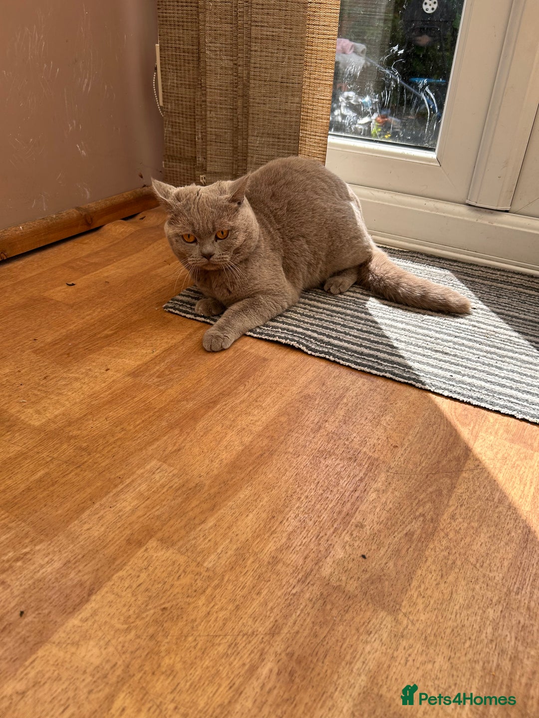 British Shorthair cats for sale: 3 Beautiful British ShortHair Cats - Image 4