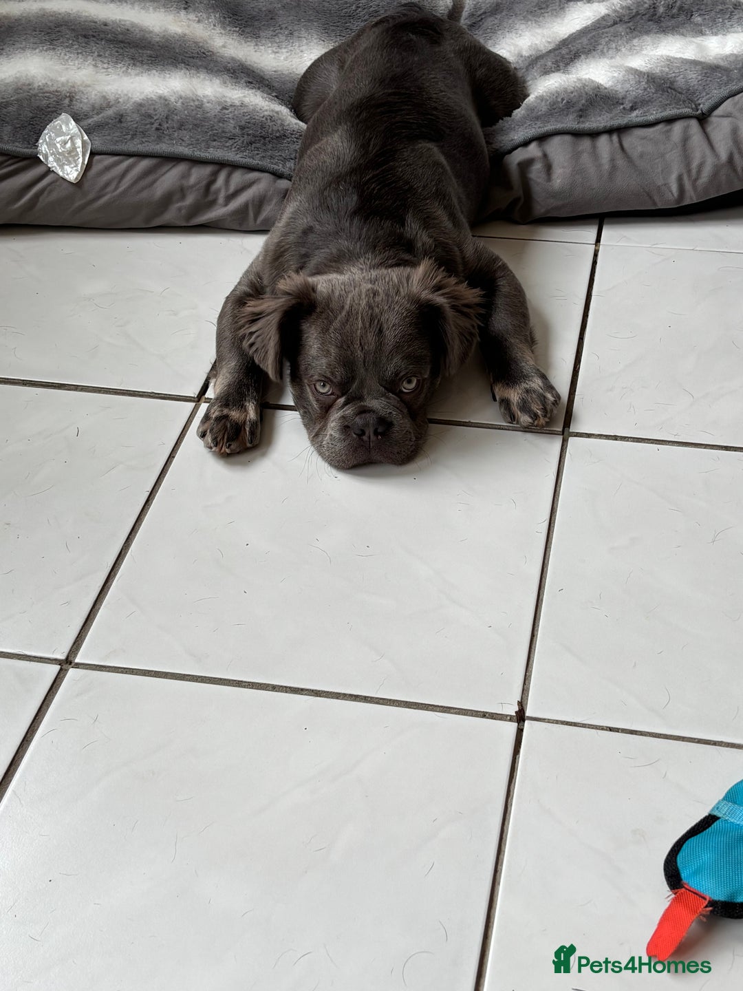 French Bulldog dogs for sale: Blue fluffy frenchie - Advert 2