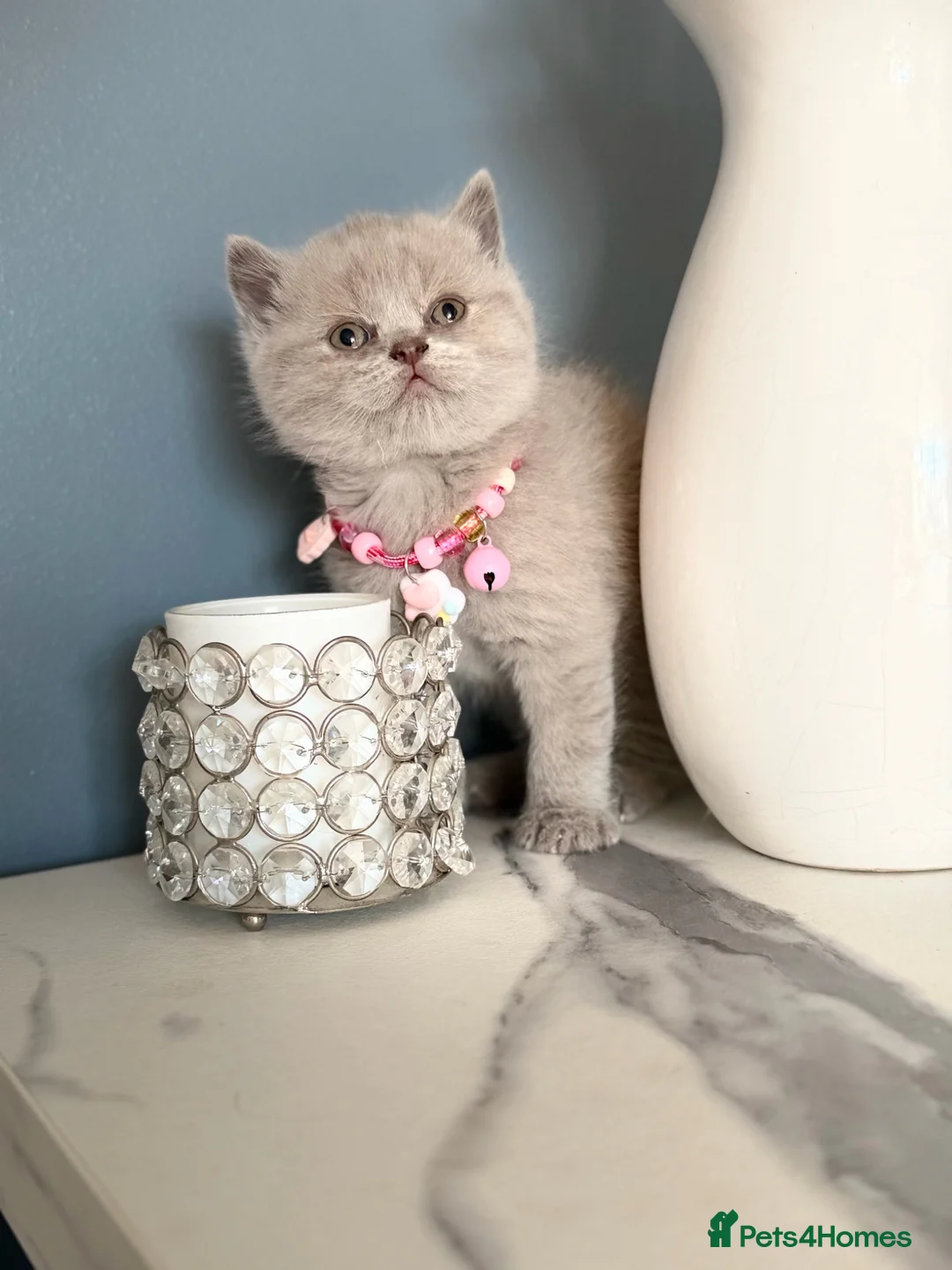 Scottish Fold cats for sale: Last Scottish lillac girl  - Advert 2