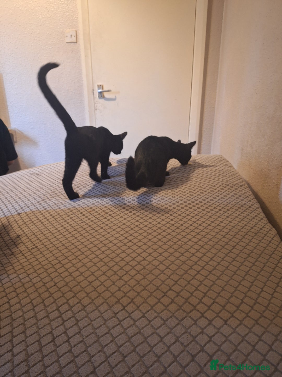 British Shorthair cats for sale: Two female black cats and one male black and white - Image 3