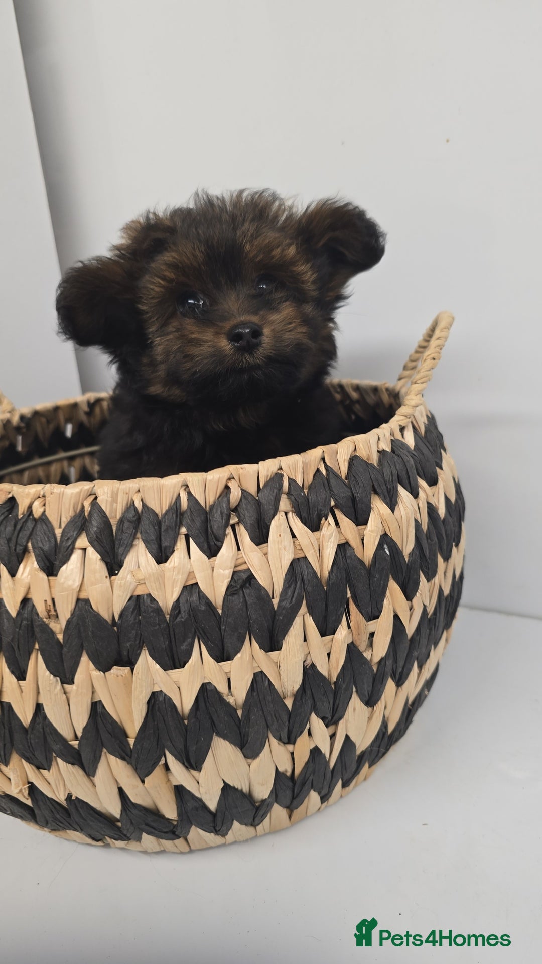 Pomapoo dogs for sale: POCKET SIZED POMAPOOS ~ READY NOW - Image 12