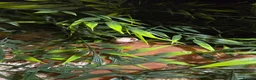 Corn Snake reptiles for sale: Female albino cornsnake approx 6 years old proven  - Advert 2