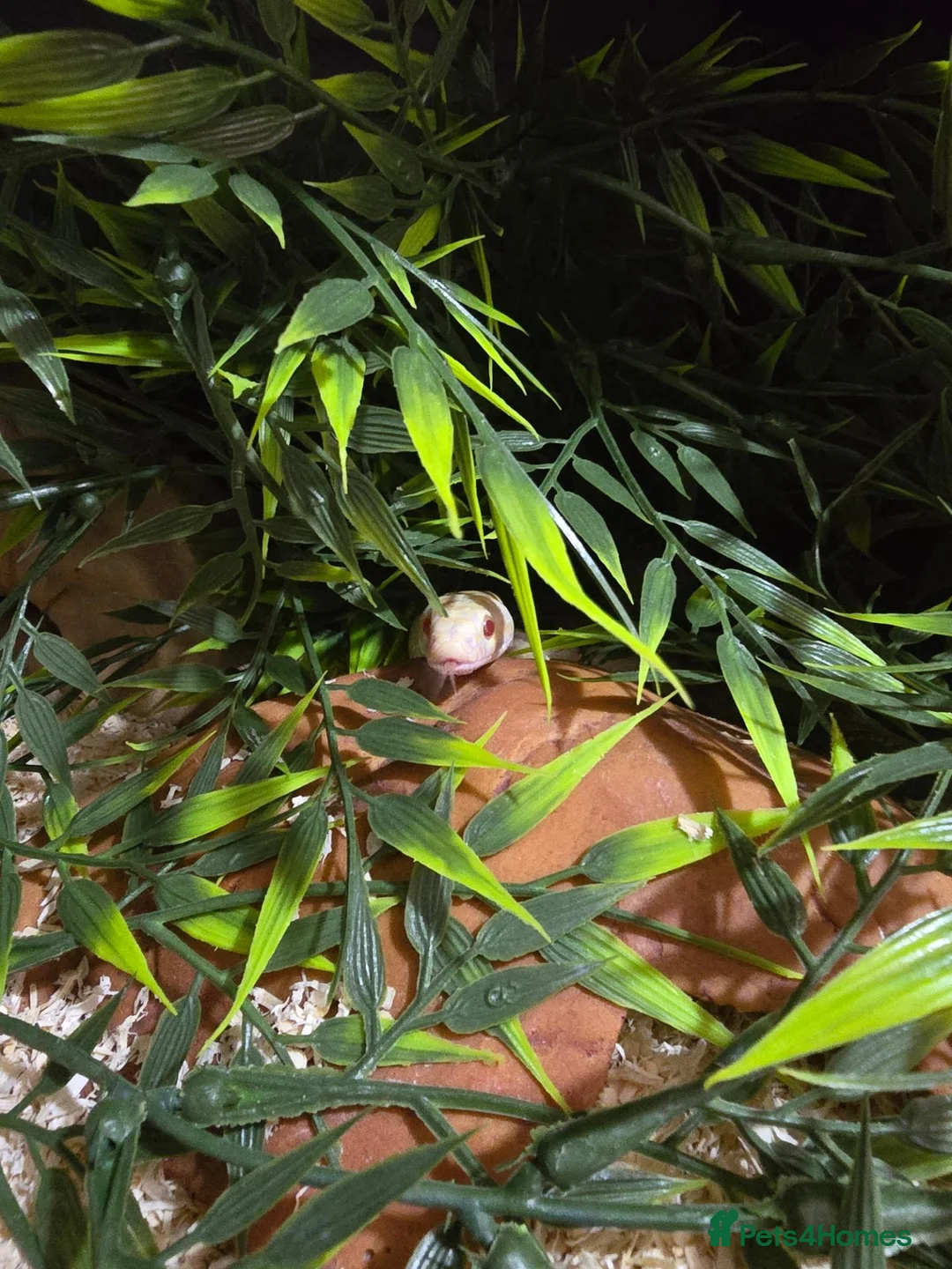 Corn Snake reptiles for sale: Female albino cornsnake approx 6 years old proven  - Advert 2