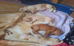 Cockerdor dogs for sale: Cockerdor puppies - Image 6
