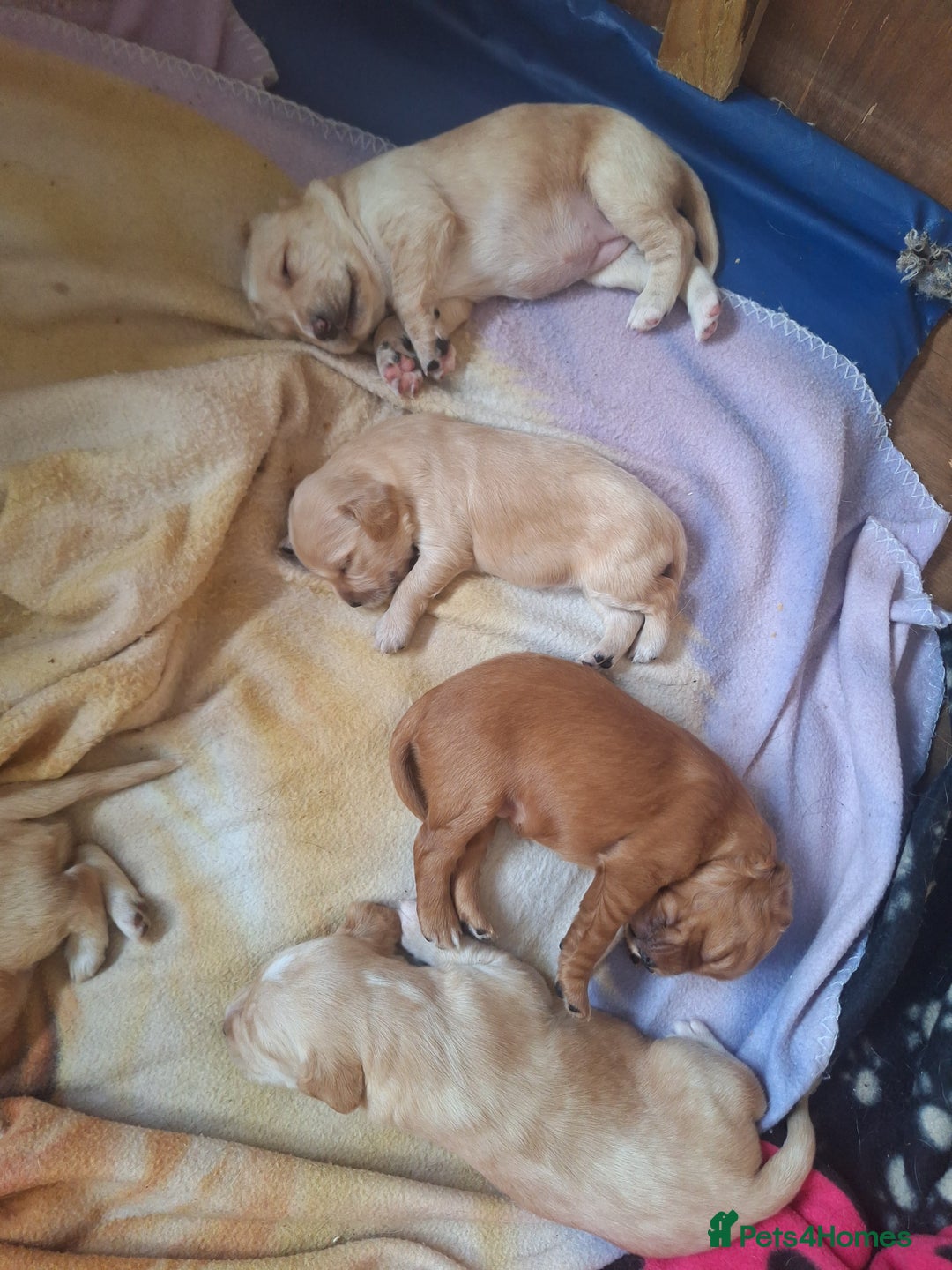 Cockerdor dogs for sale: Cockerdor puppies - Image 6