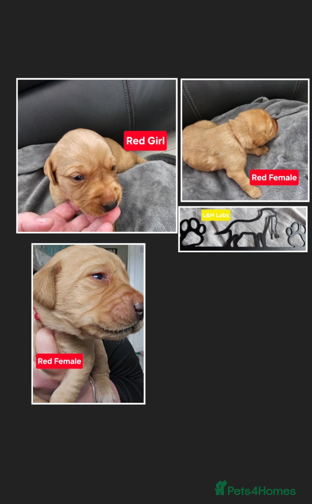 Labrador Retriever dogs for sale: Working lab pups - Image 3