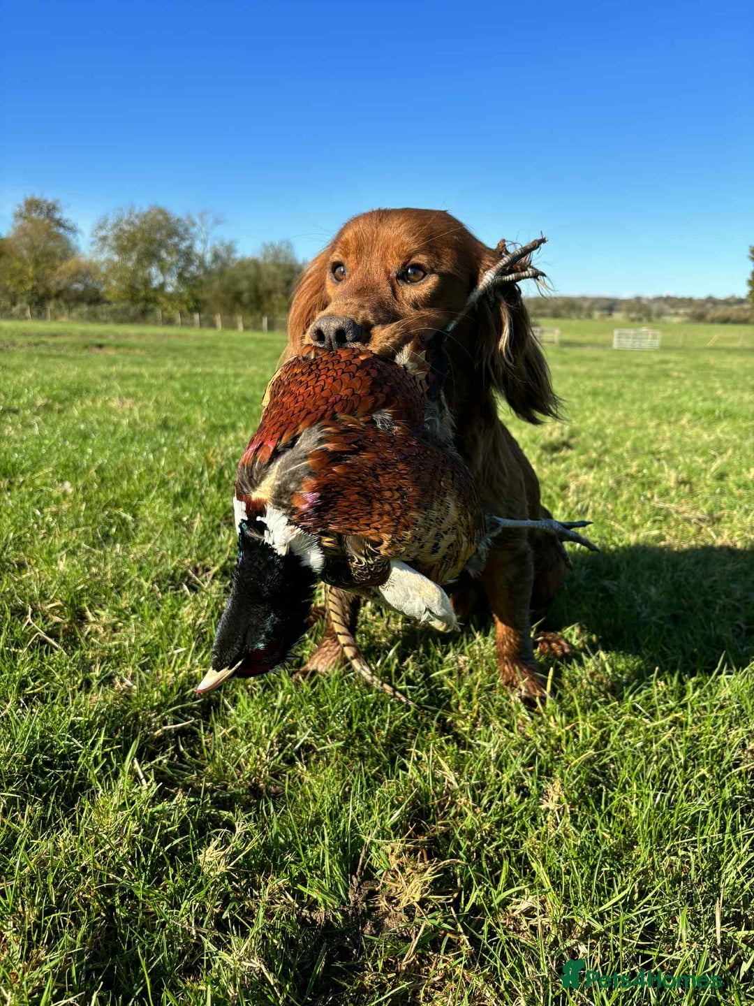 Cocker Spaniel dogs for sale: Gamekeeper bred kc reg working cocker puppys - Advert 10