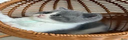 British Shorthair cats for sale: British shorthair bi coloured kitten - Advert 4