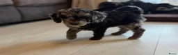 Cockapoo dogs for sale: Beautiful F1B blue merle miniature poodle  - Advert 9