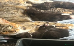 Mixed Breed cats for sale: 4 beautiful kittens looking for a forever home  - Image 1