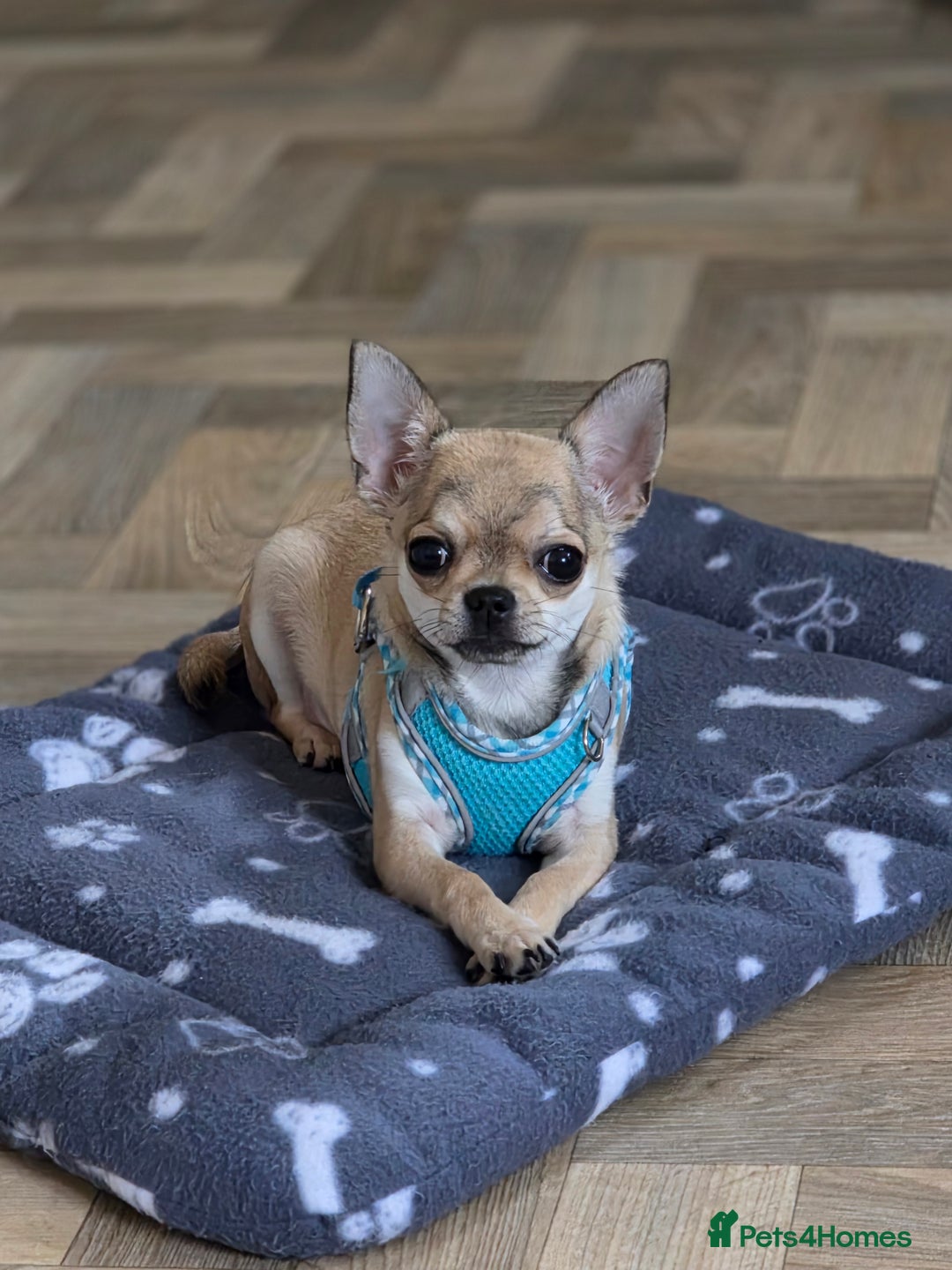 Chihuahua dogs for sale: 🌟 KC Registered 🌟 Smooth Sable Chiuahua 🐕 - Advert 7