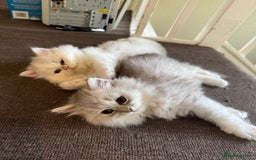 Persian cats for sale: Persian Chinchilla Kittens - Image 2