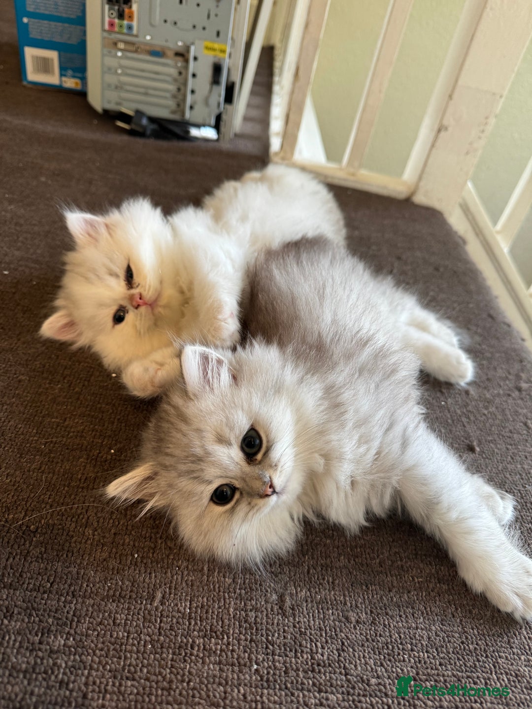 Persian cats for sale: Persian Chinchilla Kittens - Image 2