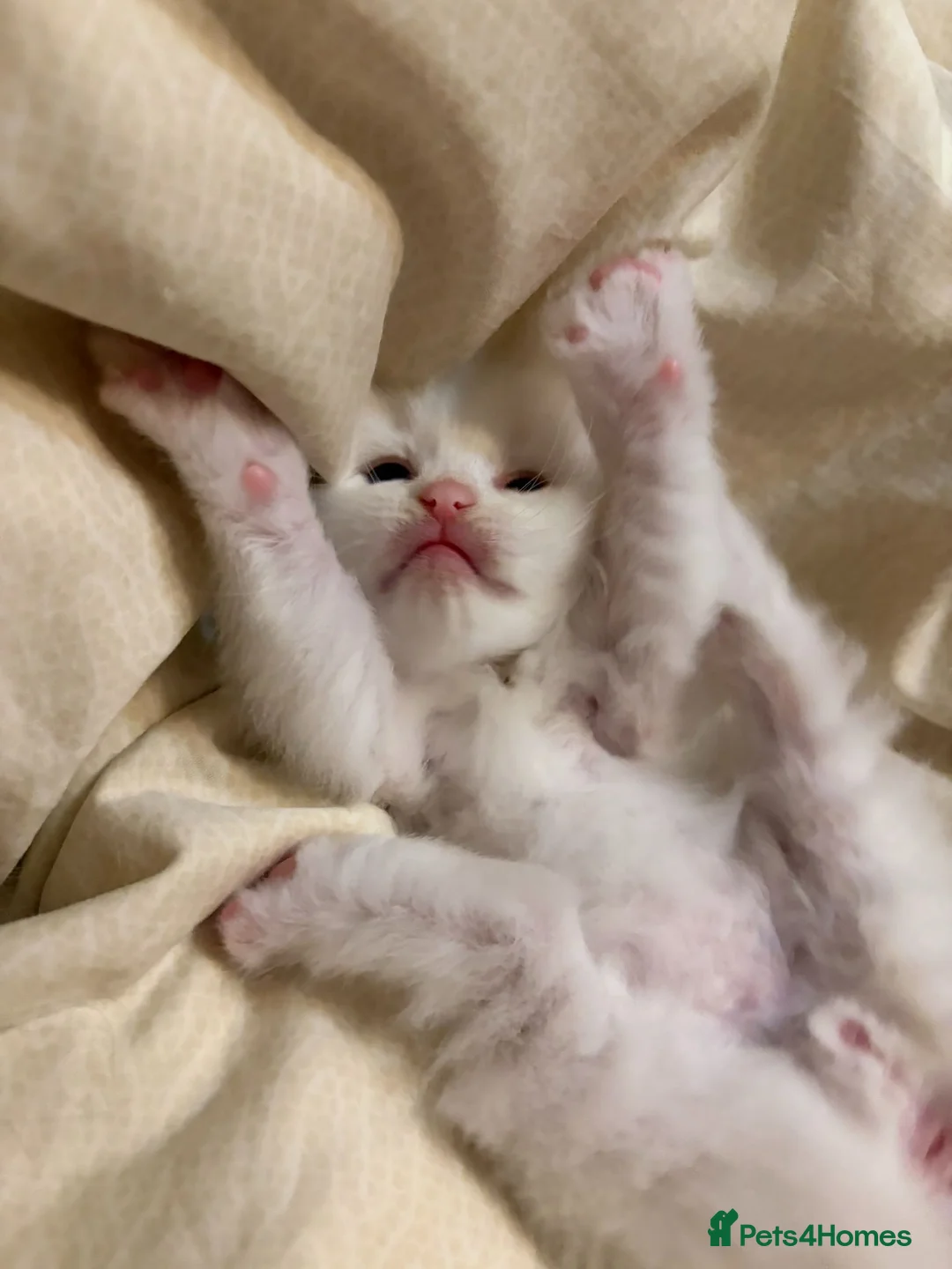 Ragdoll cats for sale: TICA Flame Ragdoll Boy - Purr Machine! in Liverpool - Advert 2