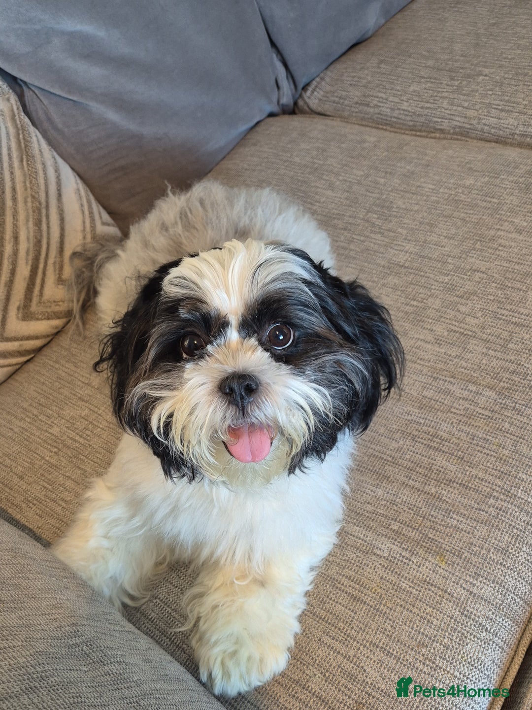 Lhasa Apso dogs for sale: Lhaso Apso Puppies  - Image 37