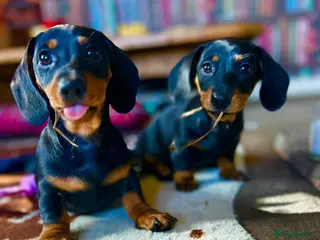 Miniature Dachshund dogs 8 WEEKS OLD OUTSTANDING INSTAGRAM MINI DACHSHUNDS - Advert 2