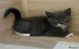 British Shorthair cats for sale: Gorgeous British Shorthair kittens! - Image 17