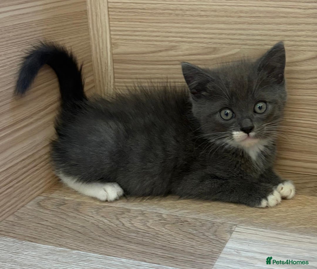 British Shorthair cats for sale: Gorgeous British Shorthair kittens! - Image 17