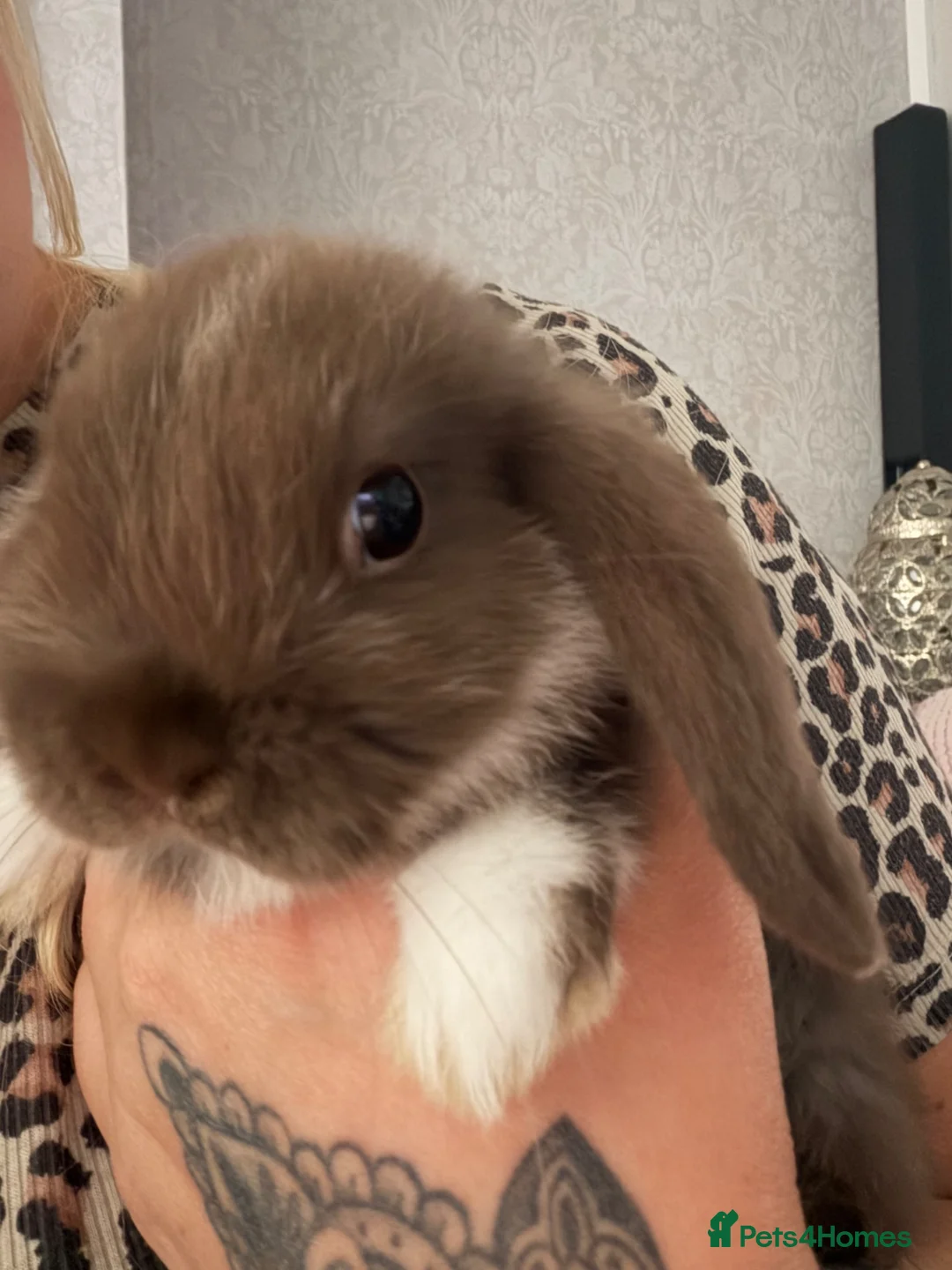Mini Lop rabbits for sale: Mini lop baby  - Advert 2