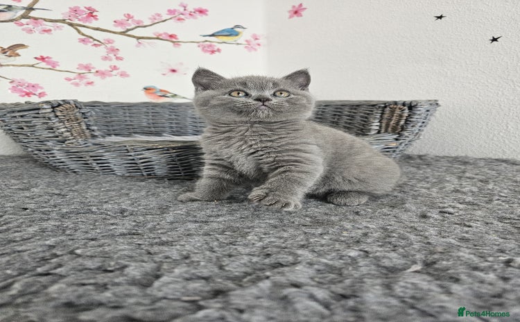 British Shorthair cats - Advert 13