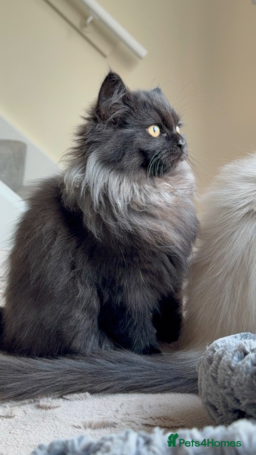 Mixed Breed cats for sale: ❗️urgent❗️Ragdoll & British Longhair Mix Kittens - Advert 10