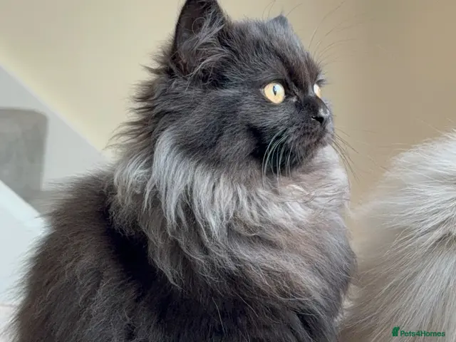 Mixed Breed cats for sale: ❗️urgent❗️Ragdoll & British Longhair Mix Kittens - Advert 10