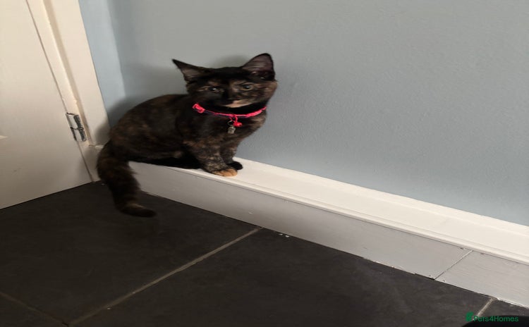 Domestic Shorthair cats - Advert 4