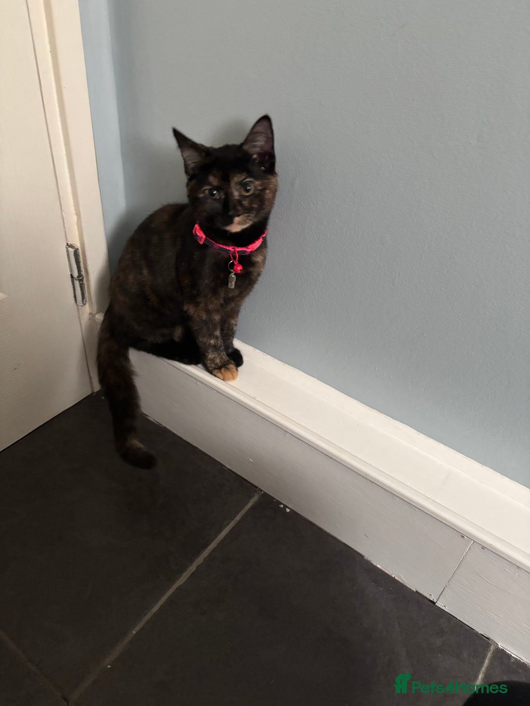 Domestic Shorthair cats for sale: Domestic shorthair  - Image 1