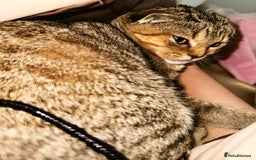 Scottish Fold cats for sale: Scotty Fuld Kitten  - Advert 3