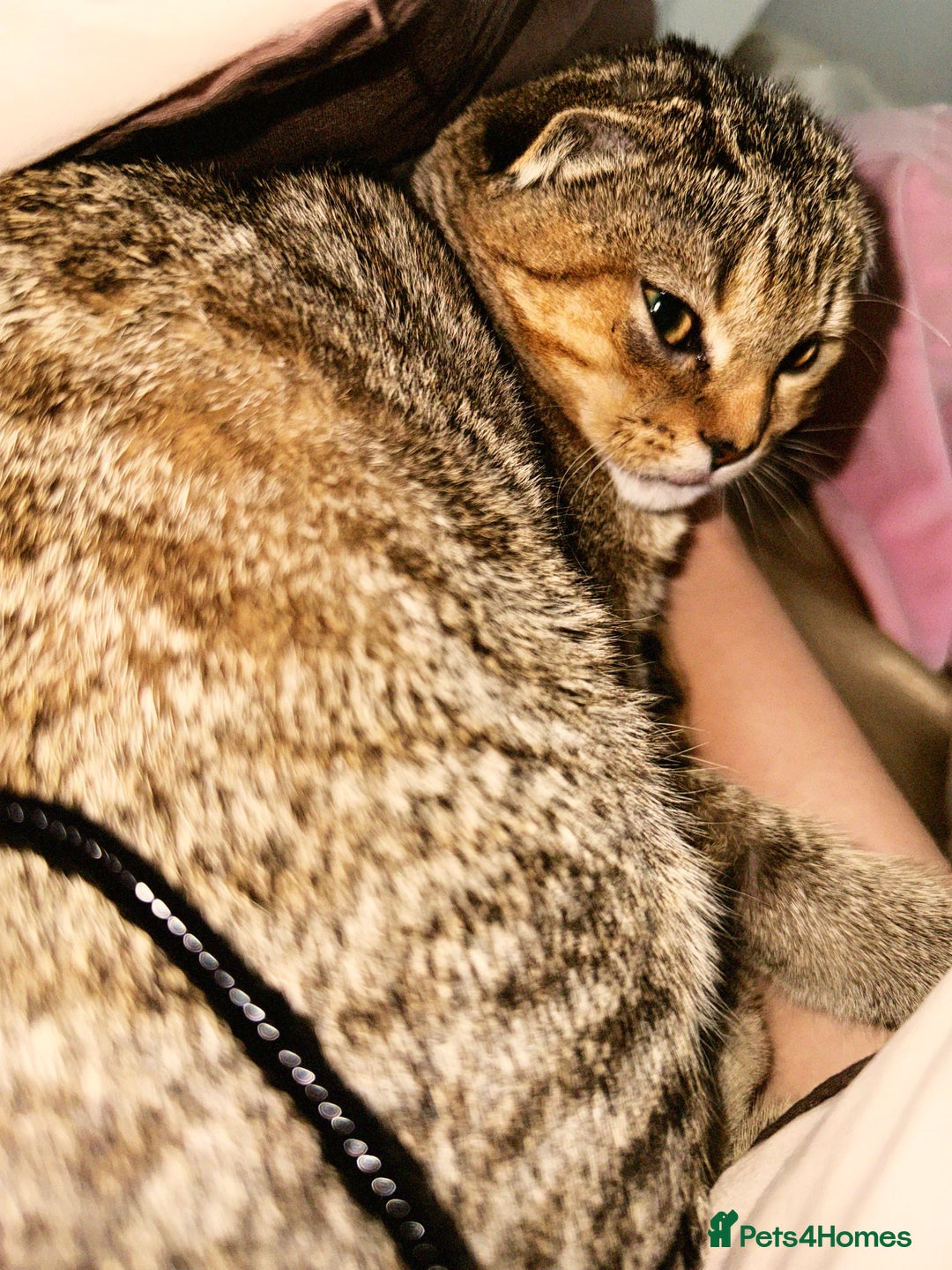 Scottish Fold cats for sale: Scotty Fuld Kitten  - Advert 3