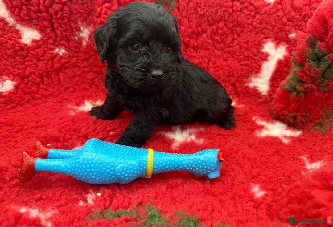 Labradoodle dogs for sale: F1 labradoodle puppy’s  - Advert 6
