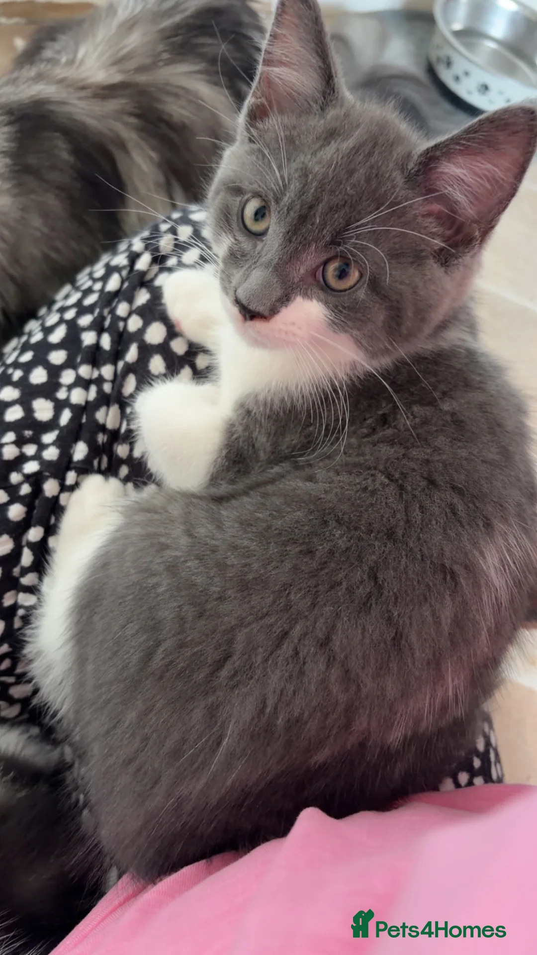 Maine Coon cats for sale: Maine coon cross - Advert 2