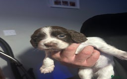 English Springer Spaniel dogs for sale: English springer spaniel puppies for sale - Image 13