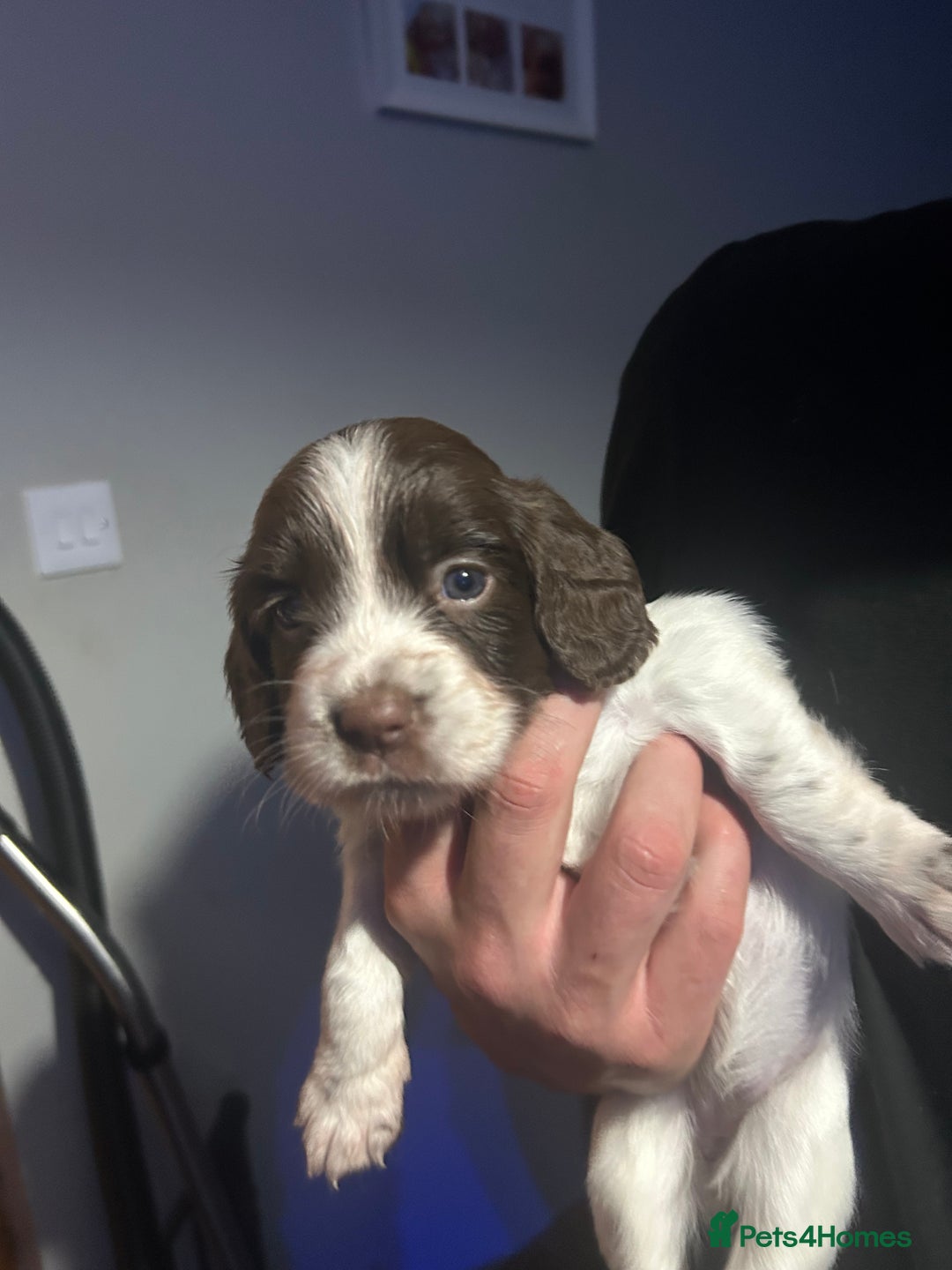 English Springer Spaniel dogs for sale: English springer spaniel puppies for sale - Image 13