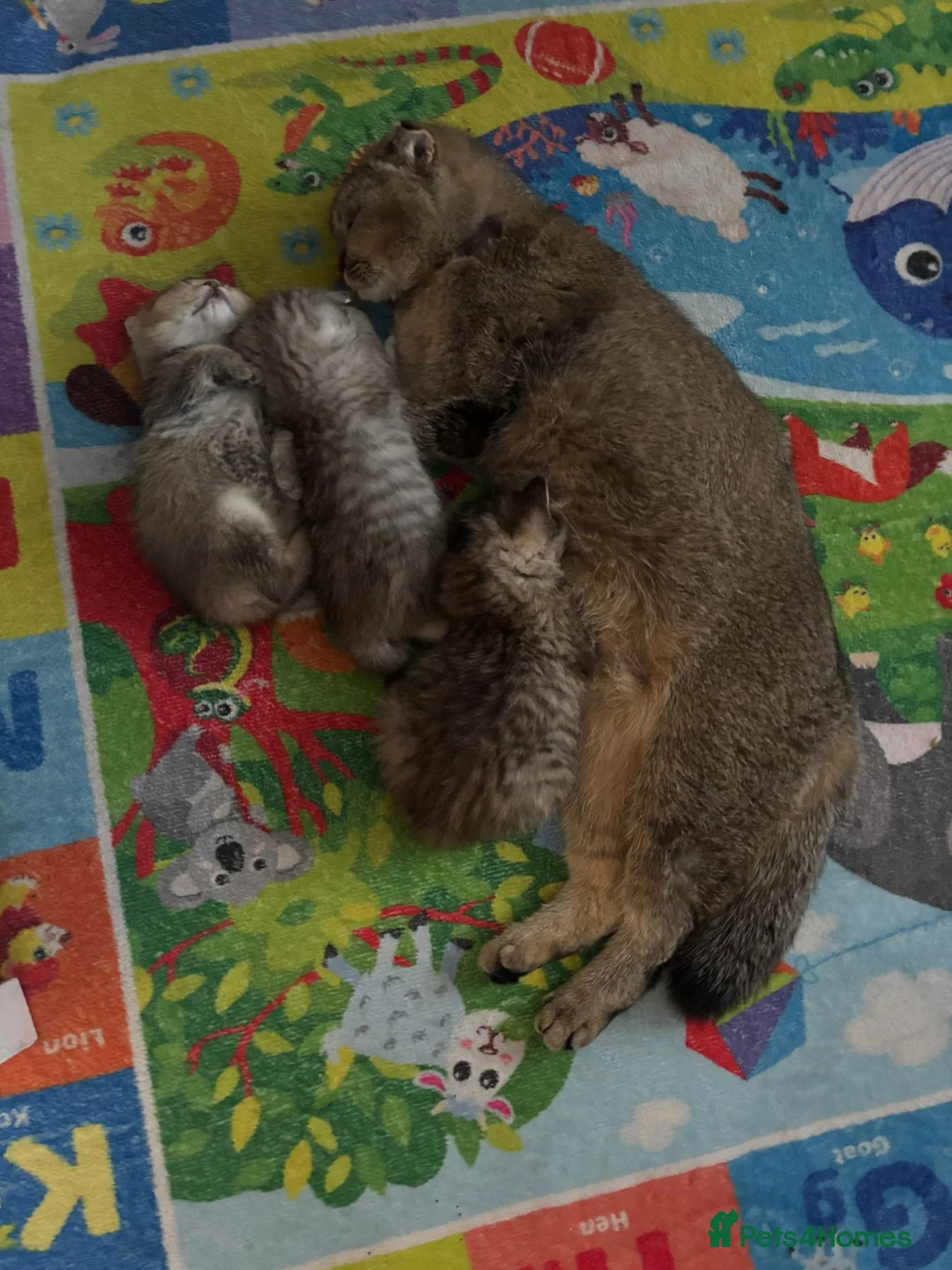 Scottish Fold cats for sale: Scottish Fold kittens - Advert 10